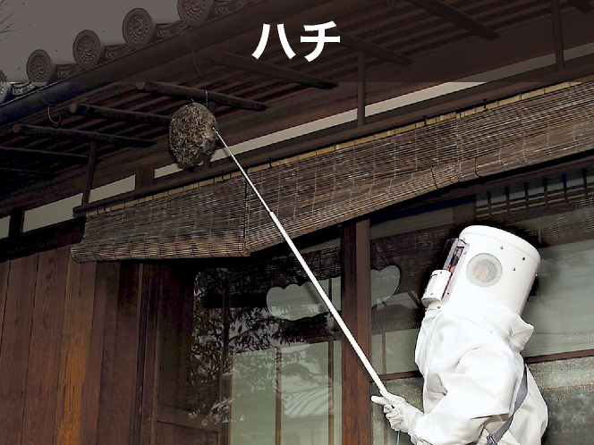 ハチ