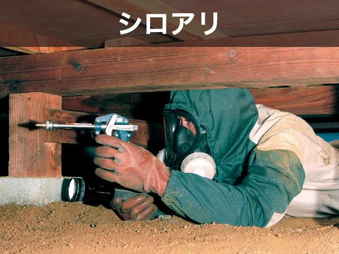 シロアリ